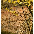Herbstbäume am Edersee (vordergründig)