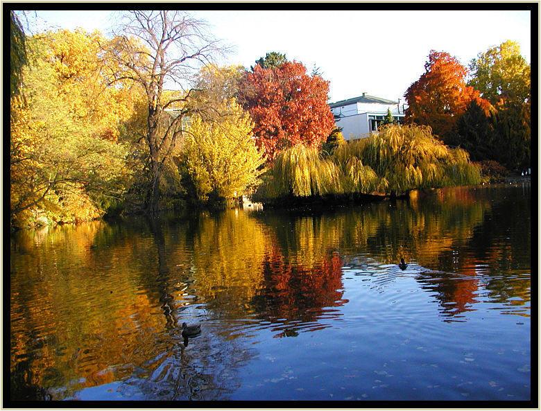 Herbstbäume am großen See