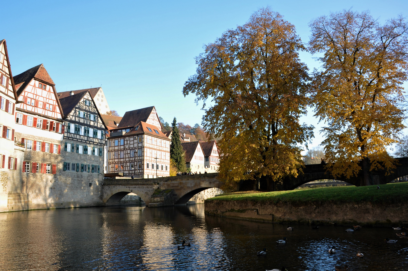 Herbstbäume am Kocher in Schwäb. Hall.