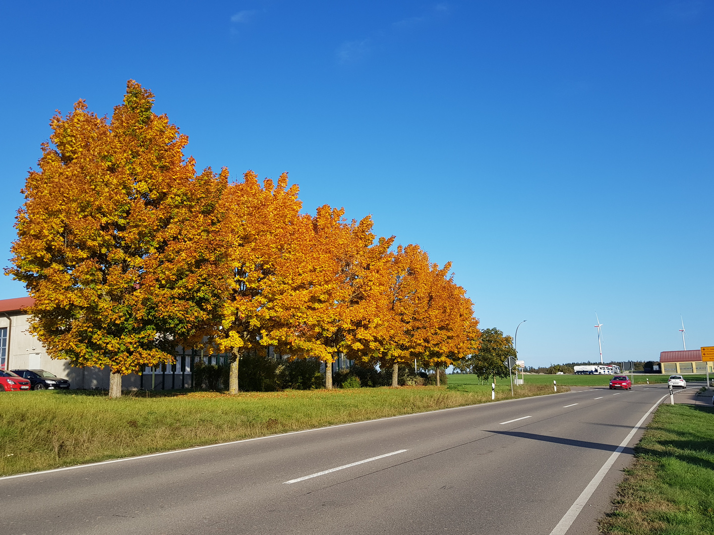 Herbstbäume am Straßenrand