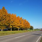 Herbstbäume am Straßenrand