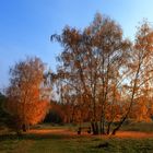 Herbstbäume...