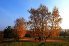 Herbstbäume...