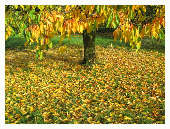 Herbstbäume