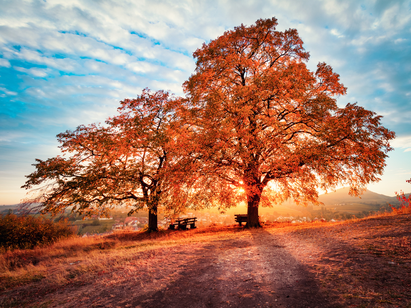 Herbstbäume