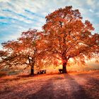 Herbstbäume