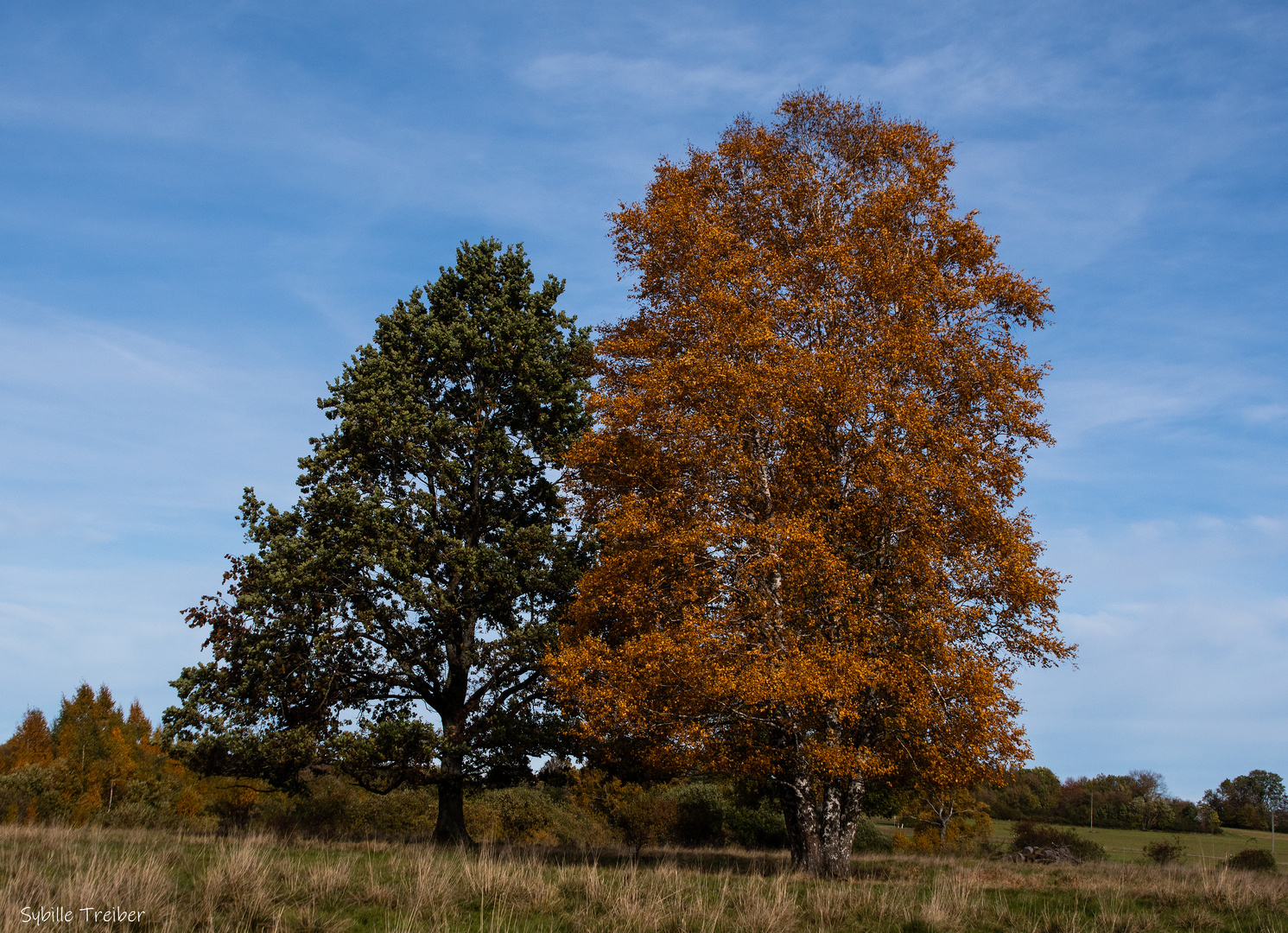 Herbstbäume