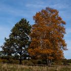 Herbstbäume