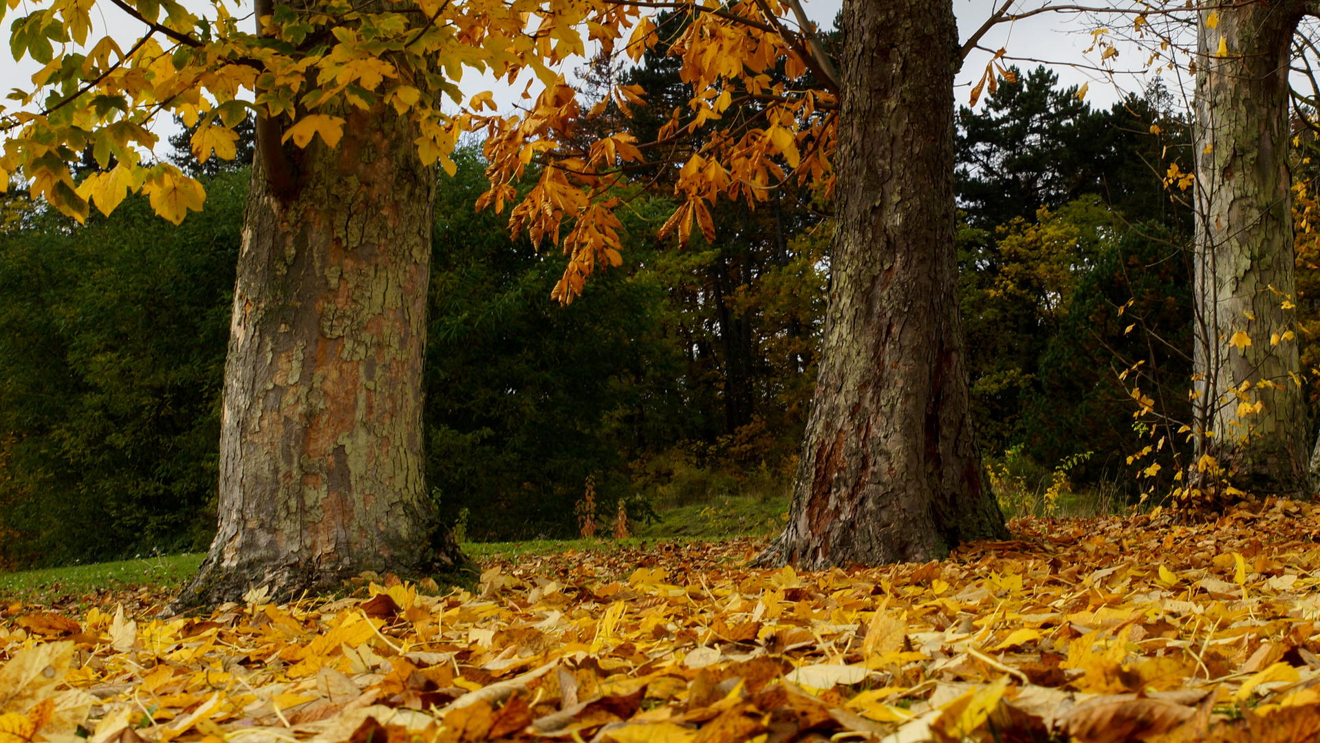 Herbstbäume