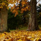 Herbstbäume