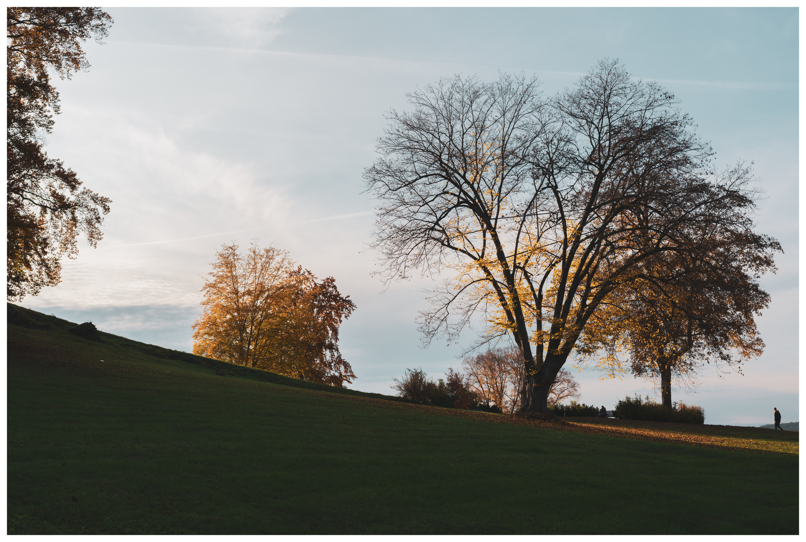 Herbstbäume