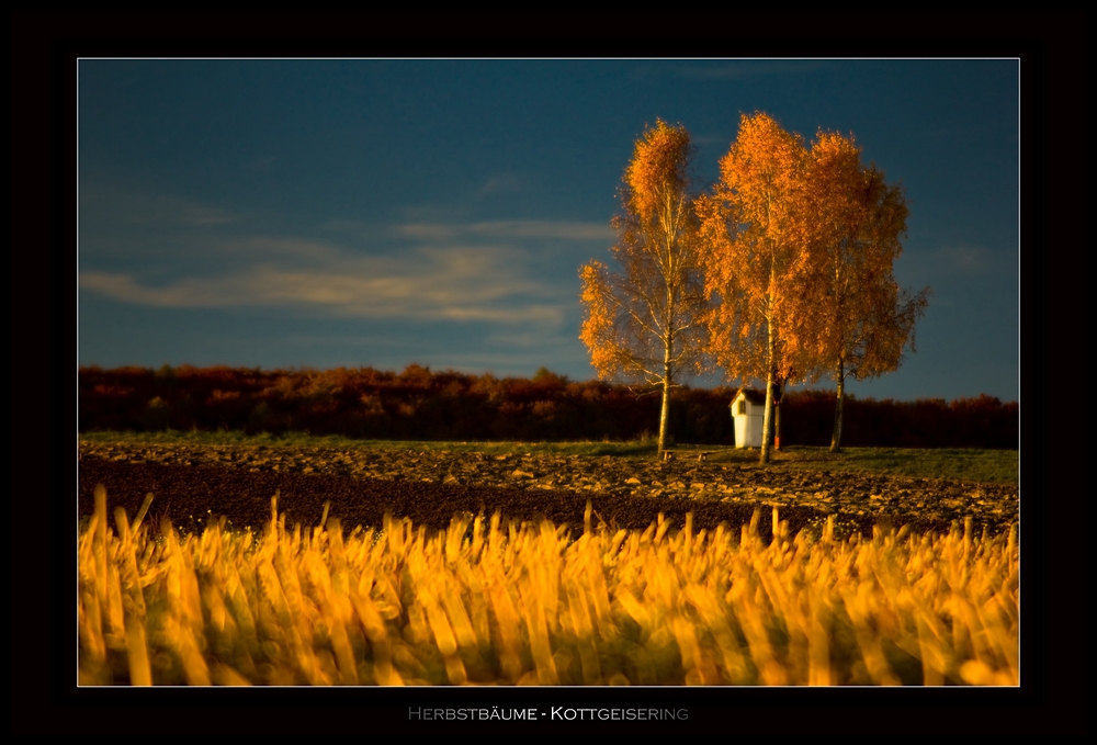 Herbstbäume