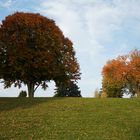 Herbstbäume