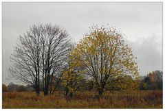 Herbstbäume