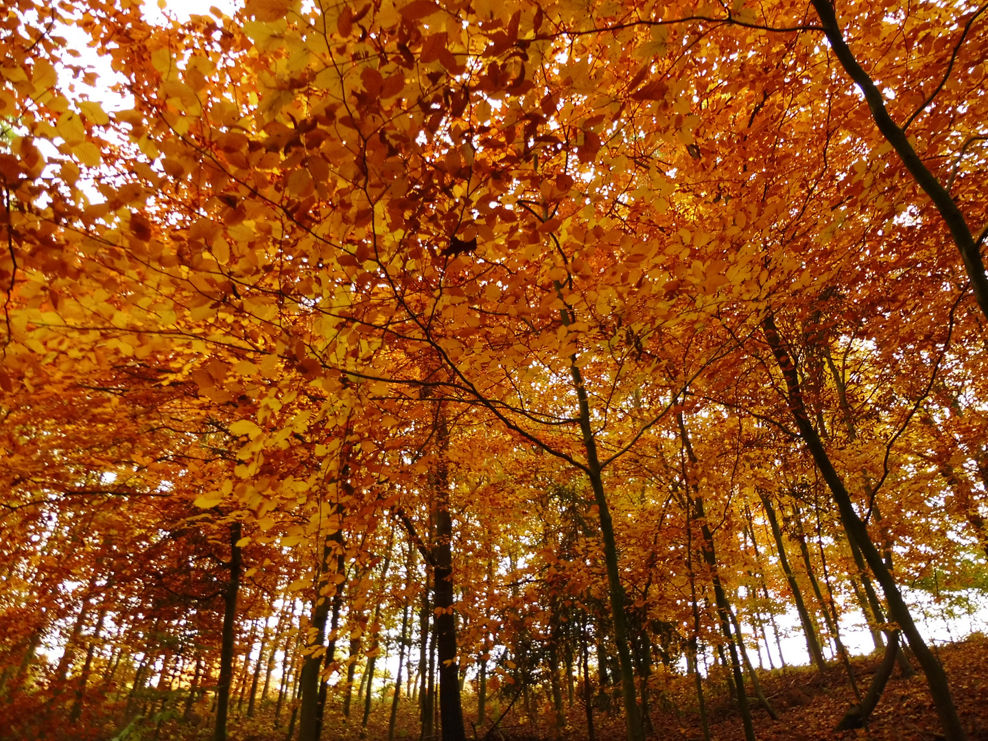 Herbstbäume