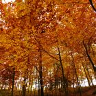 Herbstbäume