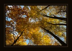 Herbstbäume