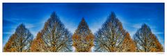 - Herbstbäume gespiegelt und verdoppelt -