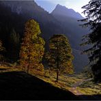 Herbstbäume im Dietersbachtal