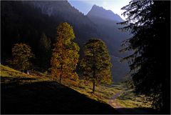 Herbstbäume im Dietersbachtal