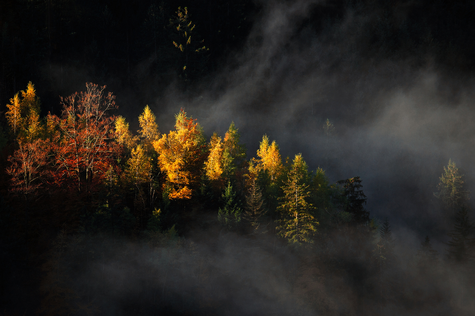 Herbstbäume im Licht