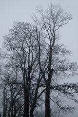 Herbstbäume im Nebel