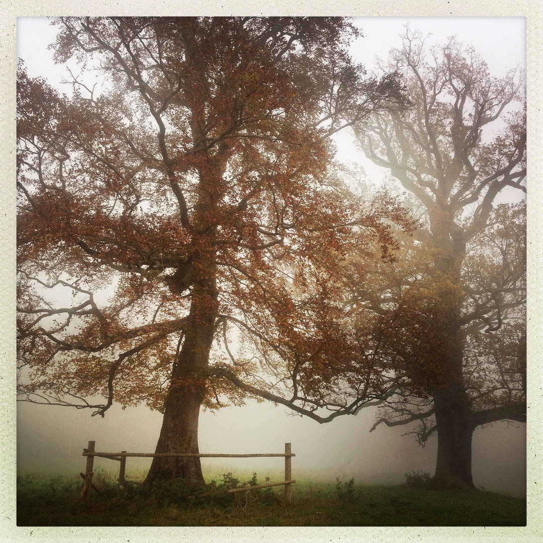 Herbstbäume im Nebel