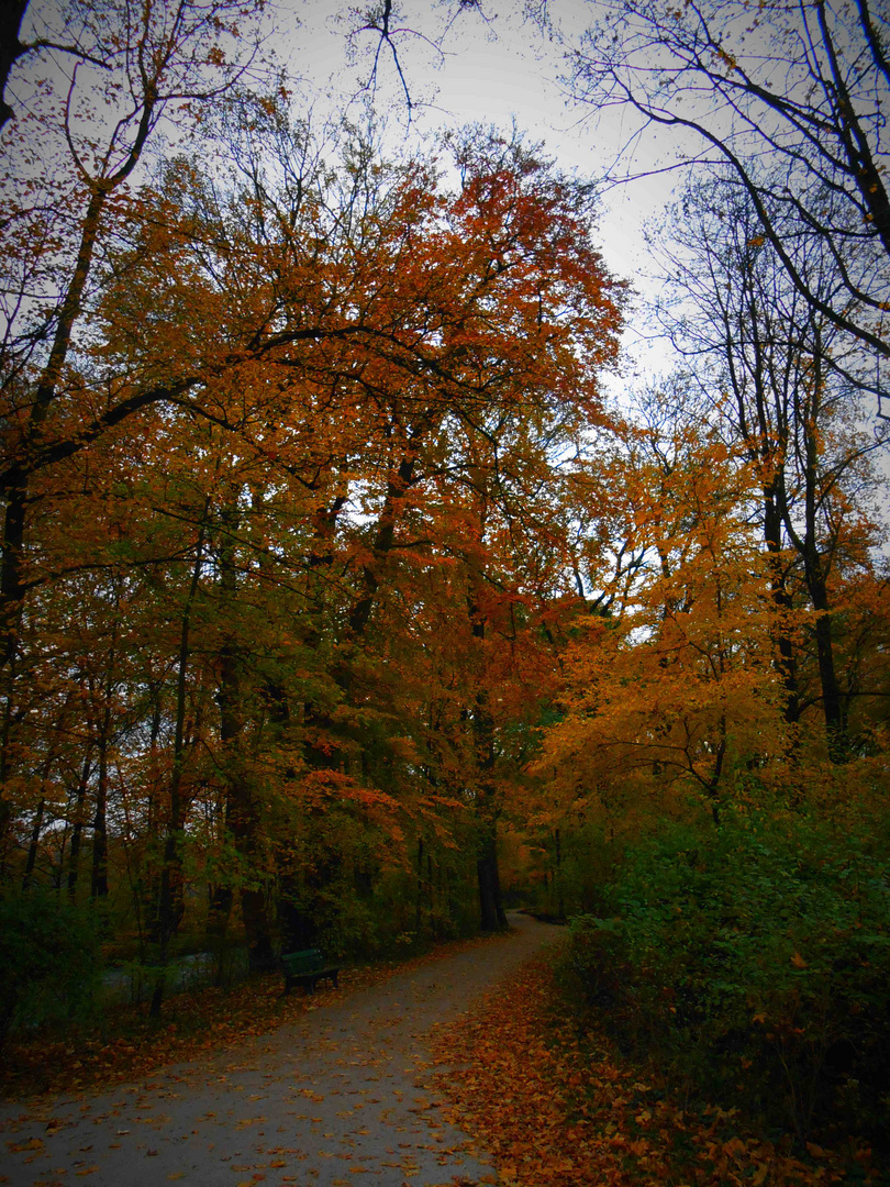 Herbstbäume im November