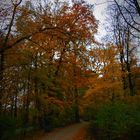 Herbstbäume im November