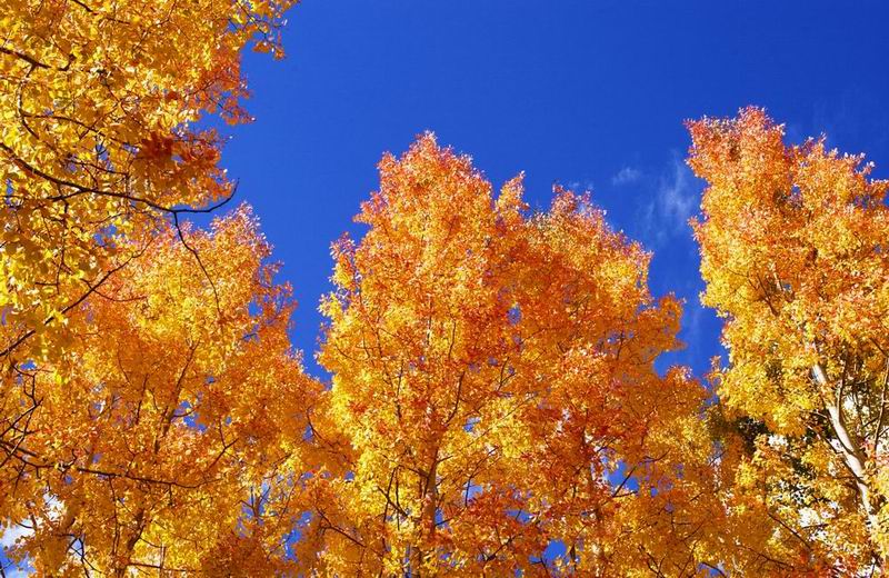 Herbstbäume in Aspen, Colorado