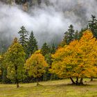 Herbstbäume und Nebel