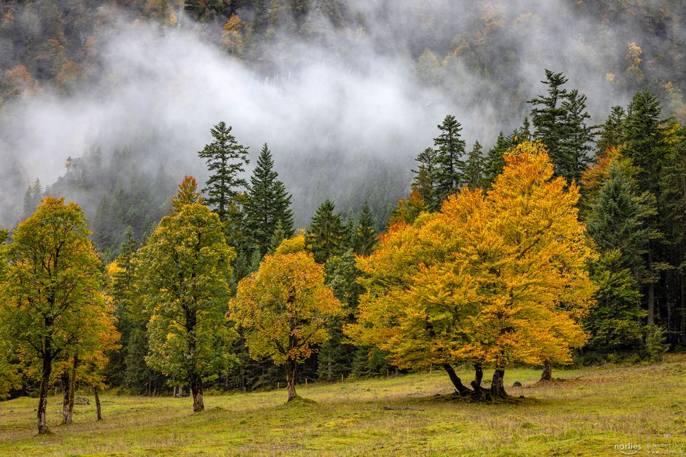 Herbstbäume und Nebel