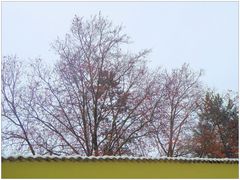 Herbstbäume und Zierborde aus Schnee