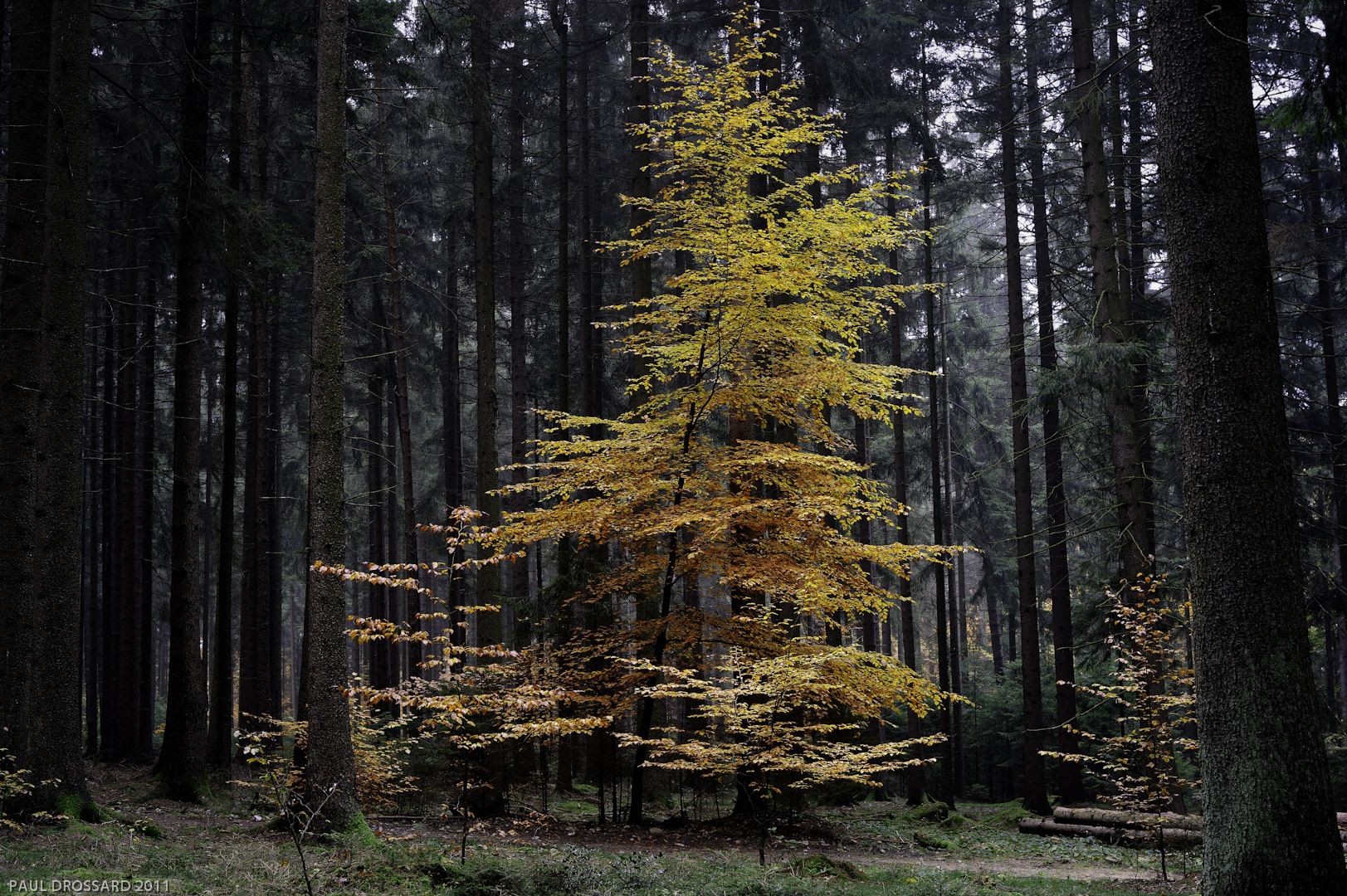 Herbstballerina