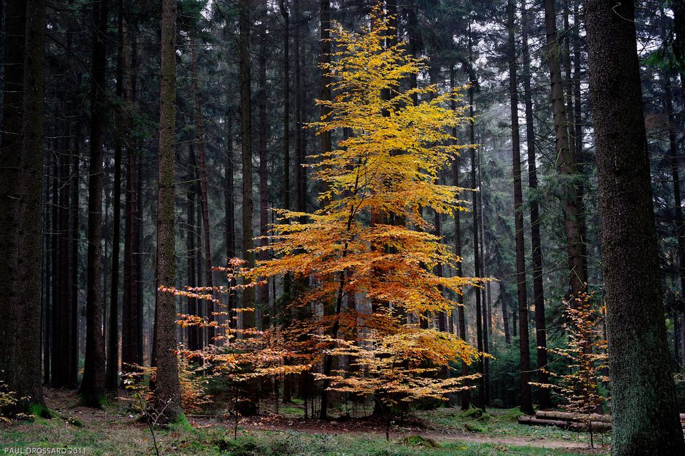 Herbstballerina