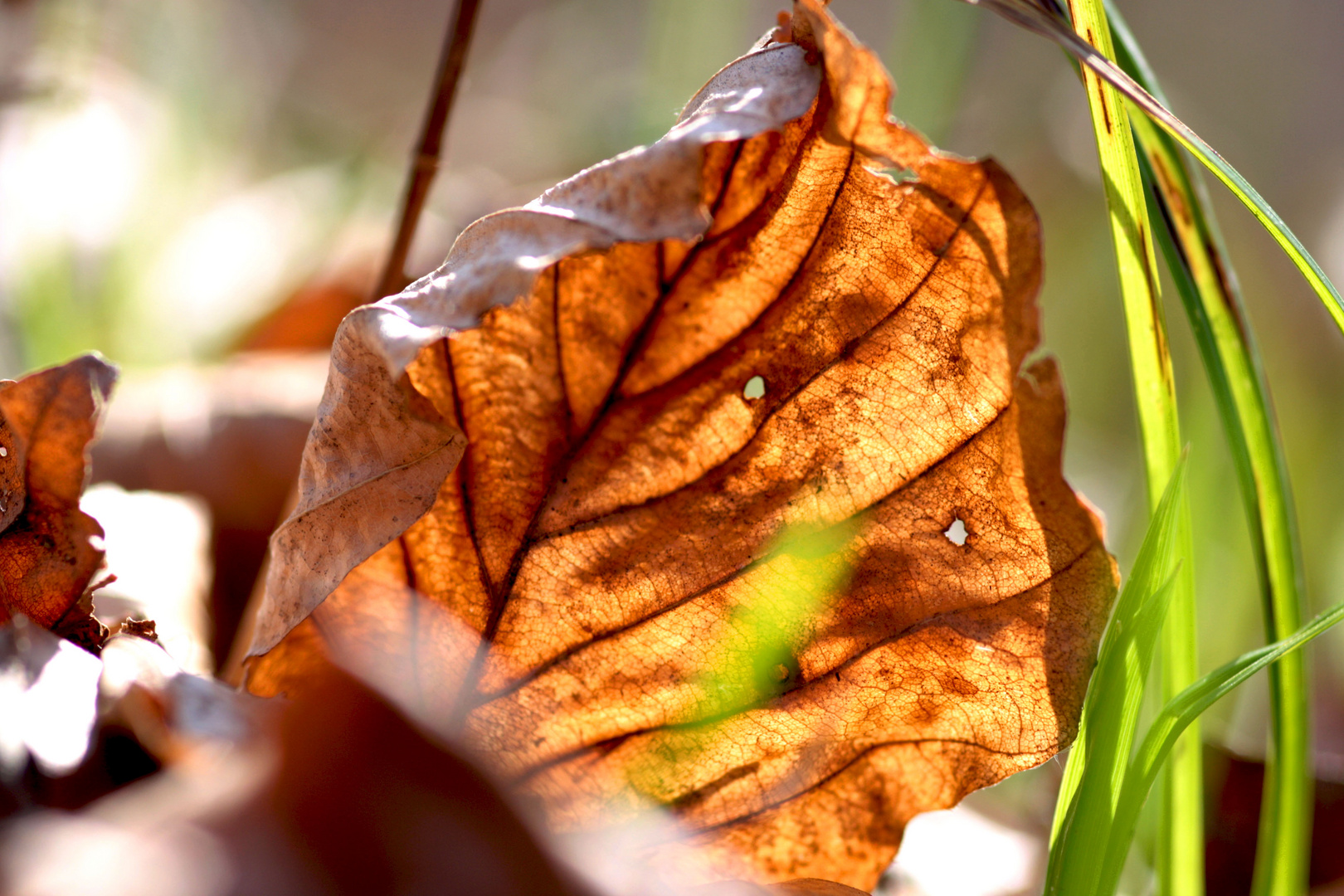 herbstbaltt