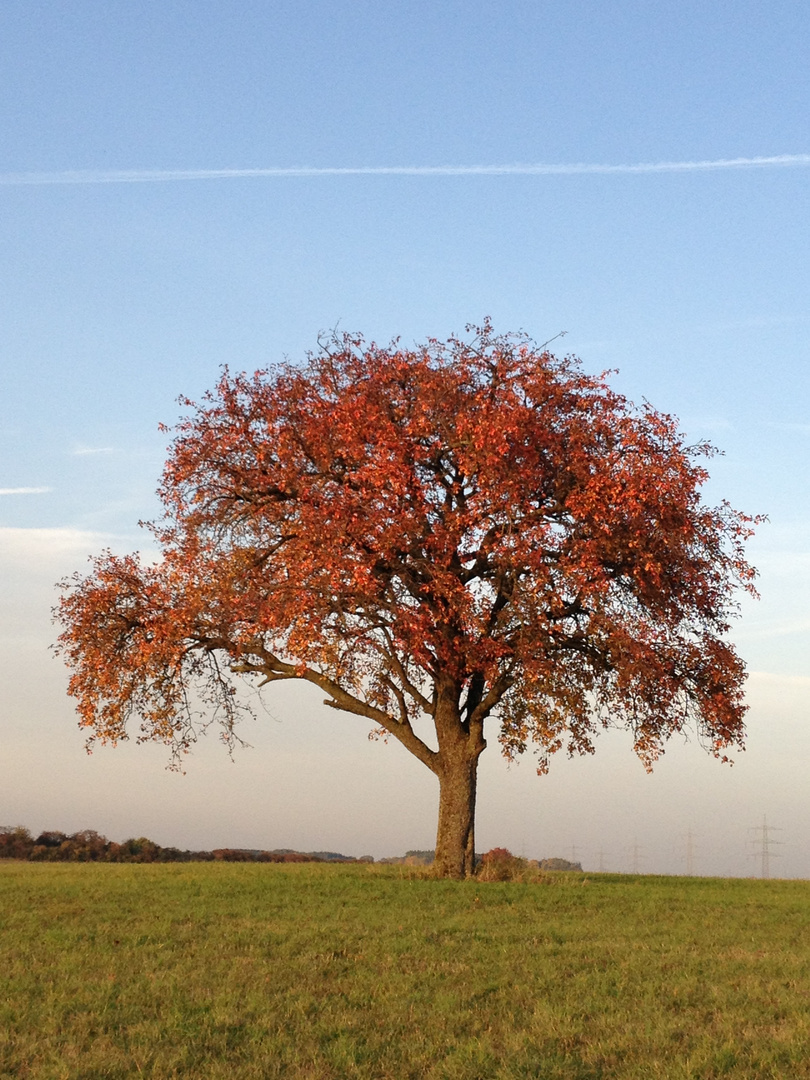 Herbstbaum