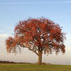 Herbstbaum