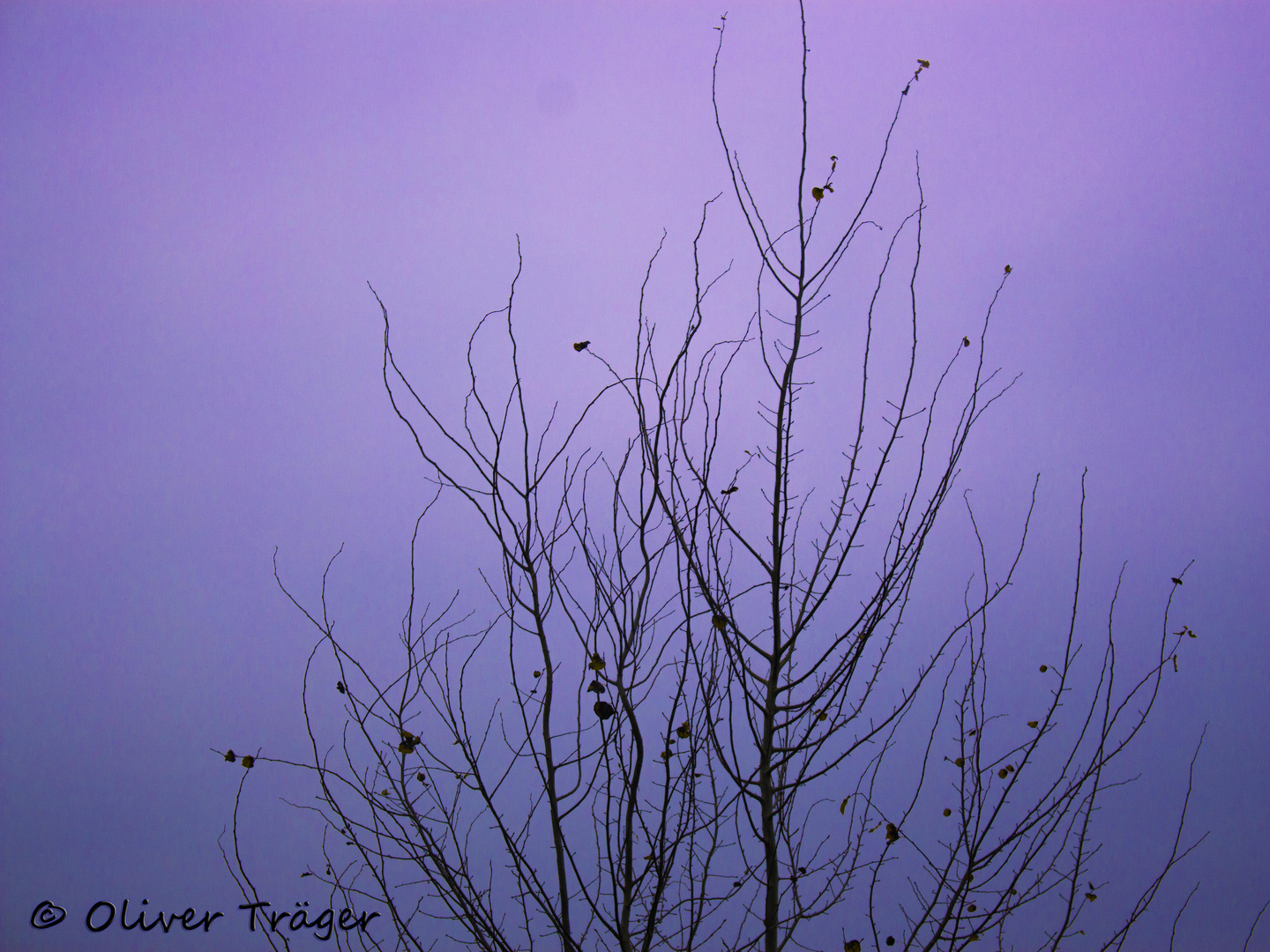 Herbstbaum