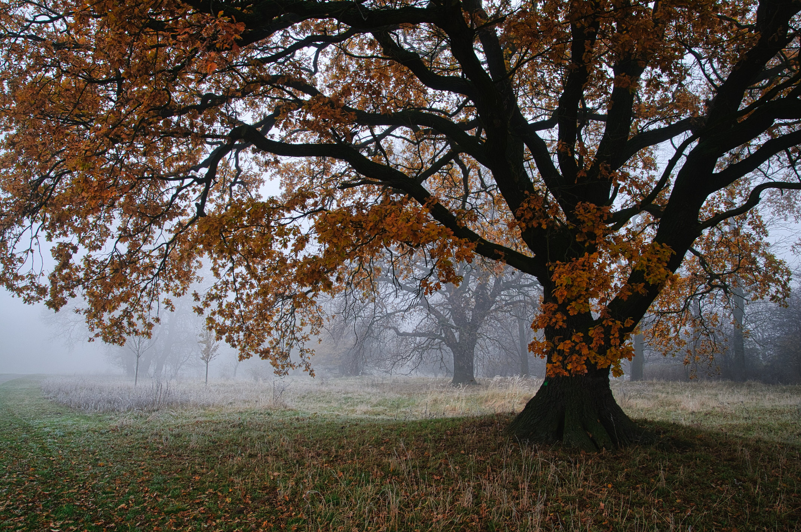 Herbstbaum