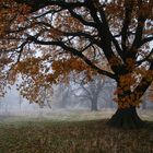 Herbstbaum