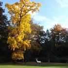 Herbstbaum