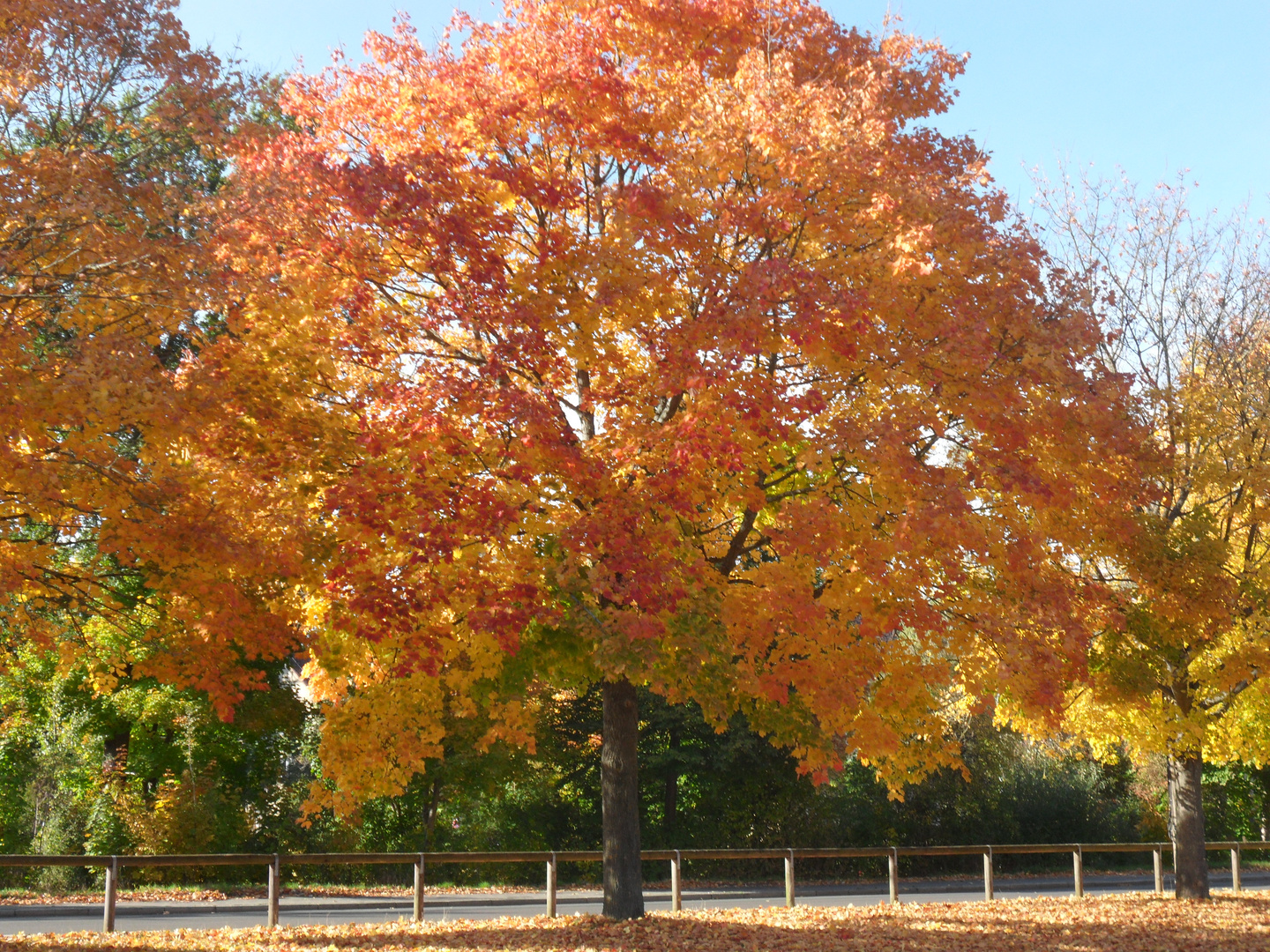 Herbstbaum