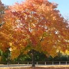 Herbstbaum