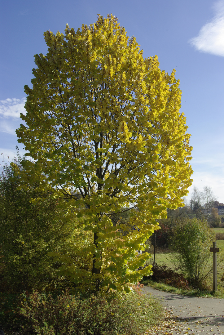 Herbstbaum