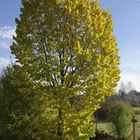 Herbstbaum