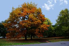 Herbst..............Baum