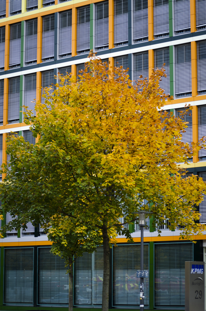 Herbstbaum