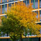 Herbstbaum