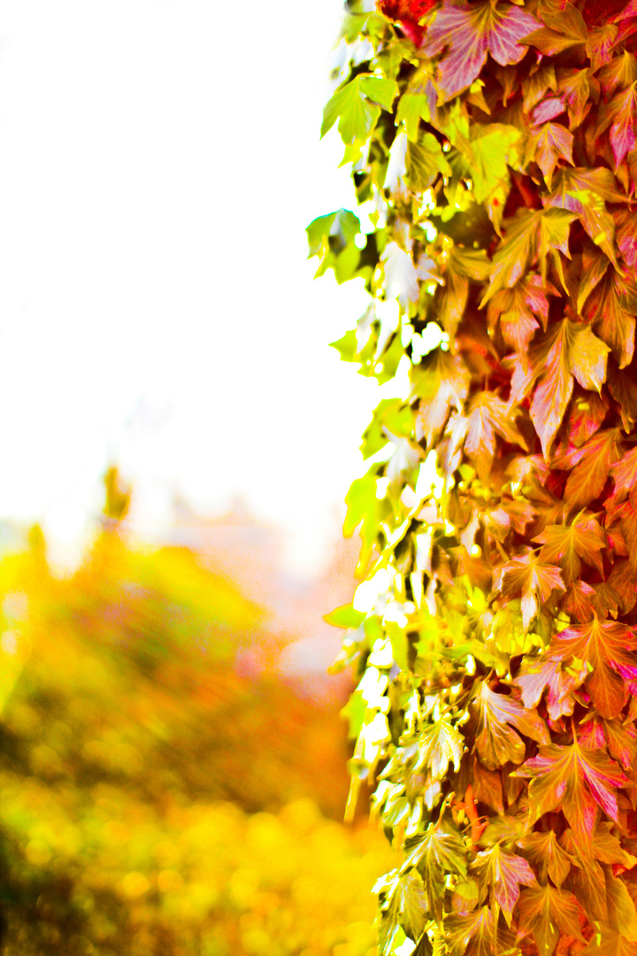 herbstbaum